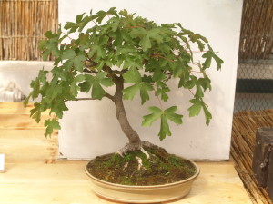 Jak pečovat o bonsai